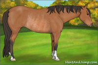 Horse Color:Bay Rabicano 