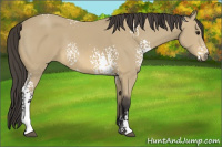 Horse Color:White Spotted Buckskin 