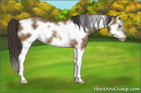 Horse Color:Buckskin Splash Frame 