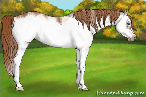Horse Color:White Spotted Chestnut Splash Frame 