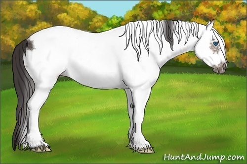 Horse Color: White Spotted Buckskin Frame Rabicano 