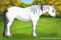Horse Color:White Spotted Buckskin Frame Rabicano 