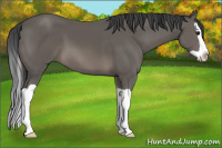 Horse Color:Black Splash 