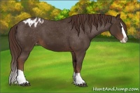 Horse Color:Liver Chestnut Splash Appaloosa 
