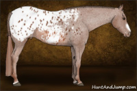 Horse Color:Liver Chestnut Frame Appaloosa