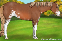 Horse Color:Chestnut Sabino 