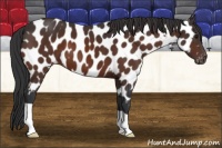 Horse Color:Bay Near Leopard 