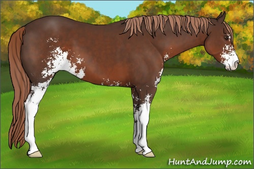 Horse Color:Liver Chestnut Sabino