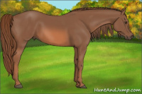Horse Color:Liver Chestnut 