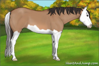 Horse Color:Bay Dun Splash 