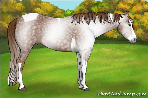 Horse Color:Gray Chestnut Splash Tobiano 