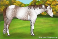 Horse Color:Gray Chestnut Splash Tobiano 