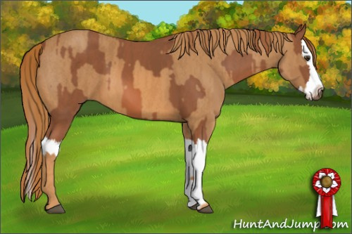 Horse Color: Chestnut Splash  Brindle