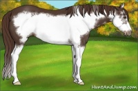 Horse Color:Liver Chestnut Splash Frame 
