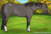 Horse Color:Smoky Grullo