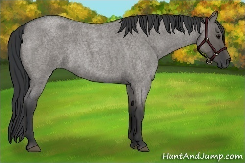 Horse Color:Grullo Roan Rabicano
