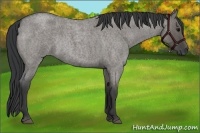 Horse Color:Grullo Roan Rabicano 