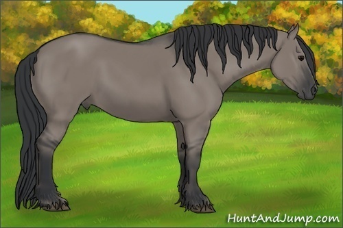 Horse Color:Grullo 