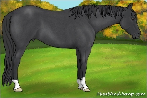 Horse Color:Unknown 