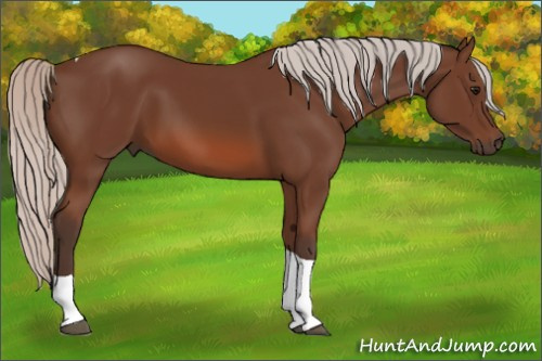 Horse Color: Silver Bay Tobiano 