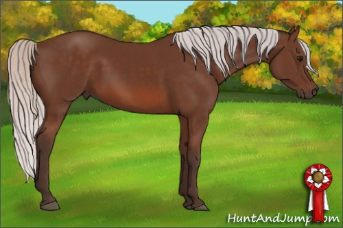 Horse Color: Silver Bay Rabicano 