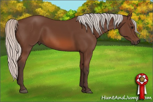 Horse Color: Silver Bay 