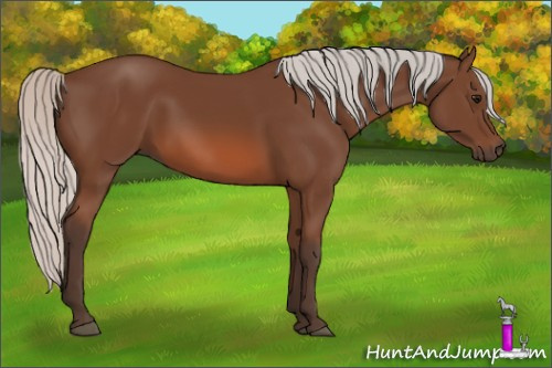 Horse Color: Silver Bay Rabicano 