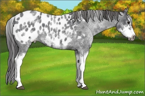 Horse Color:White Spotted Blue Roan Splash Frame Appaloosa 