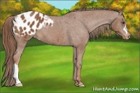 Horse Color:Chestnut Appaloosa 