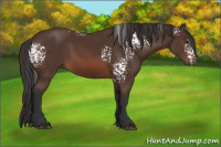 Horse Color:White Spotted Brown 