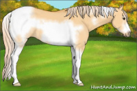 Horse Color:White Spotted Palomino Dun Tobiano Frame 