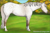 Horse Color:Gray Silver Classic Champagne Roan Dun Appaloosa 