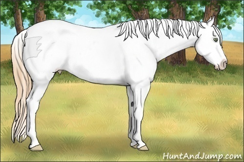 Horse Color:Gold Champagne Roan Dun Splash Tobiano Frame Blanket Rabicano 