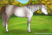 Horse Color:Gray Chestnut Sabino