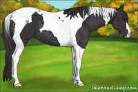 Horse Color:Smoky Black Tobiano 