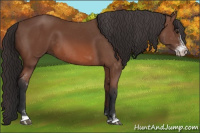 Horse Color:Bay Mushroom Sabino