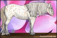 Horse Color:Buckskin Appaloosa