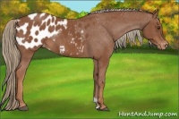 Horse Color:Chestnut Appaloosa 