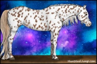Horse Color:Chestnut Appaloosa 