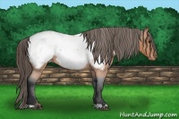 Horse Color:Bay Roan Snowcap 