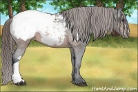 Horse Color:Brown Appaloosa 