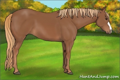 Horse Color:Chestnut 