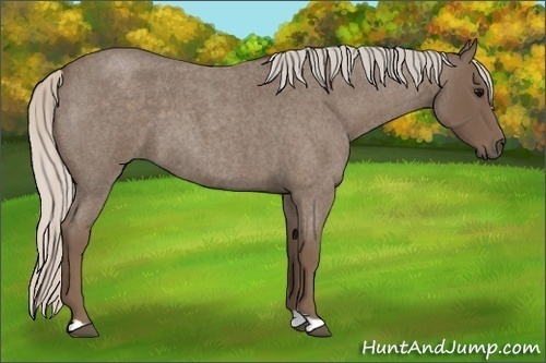 Horse Color:Silver Blue Roan