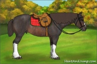 Horse Color:Brown Rabicano Brindle