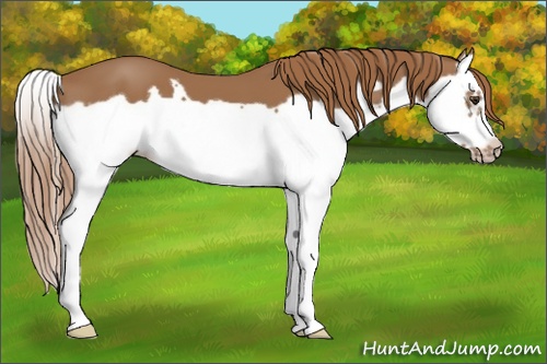 Horse Color: Chestnut Splash Frame 