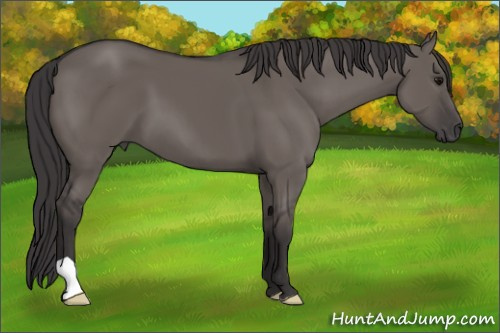 Horse Color: Smoky Grullo 