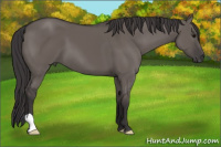 Horse Color:Smoky Grullo