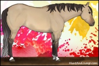 Horse Color:Buckskin Dun 
