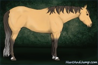 Horse Color:Buckskin 