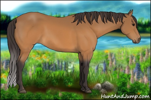 Horse Color: Buckskin 